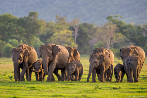 Von Colombo aus: Sigiriya / Dambulla &amp; Safari Tagestour