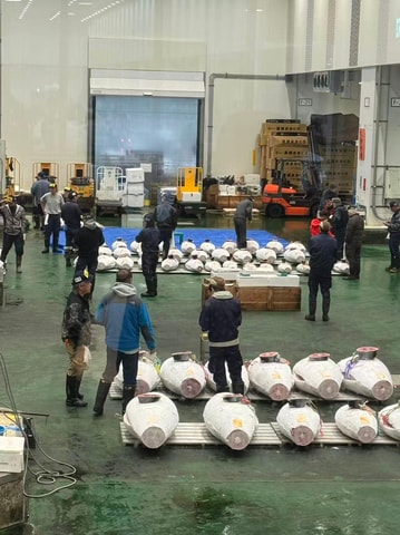 Tokyo: Toyosu Fish Market Tour with Tuna Auction & Breakfast