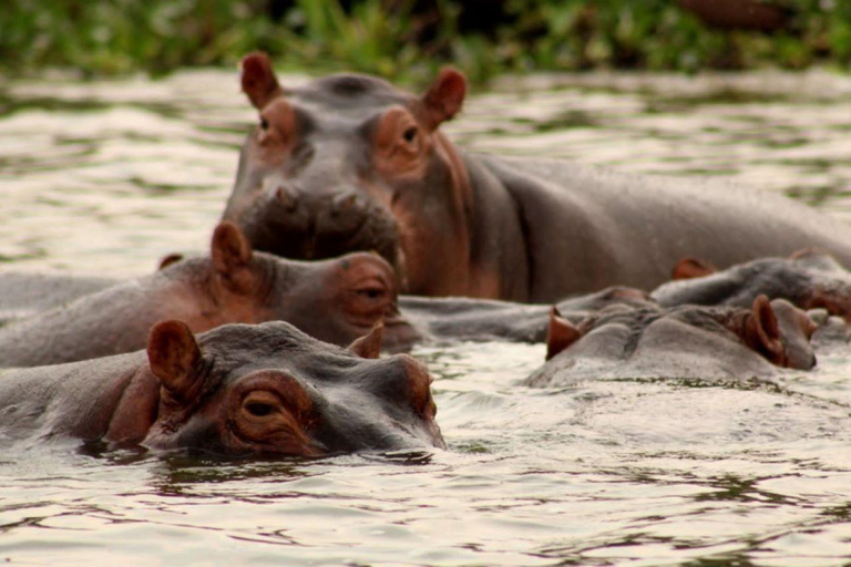 Oeganda: 10-daagse safari met chimpansee-speurtocht