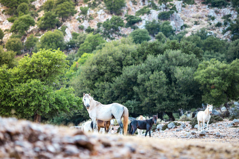 Kefalonia Ainos Premium 4x4 Van Experience Pick-up from Argostoli, Lassi, Svoronata, Lourdata Areas