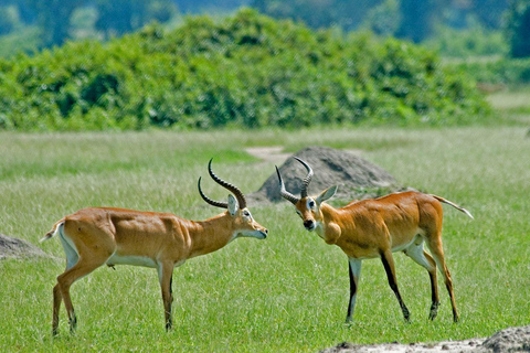 Safari Experiencia Uganda 15 díasRecorrido económico