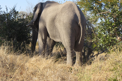 Victoria Falls: Hwange National Park Full-Day Safari