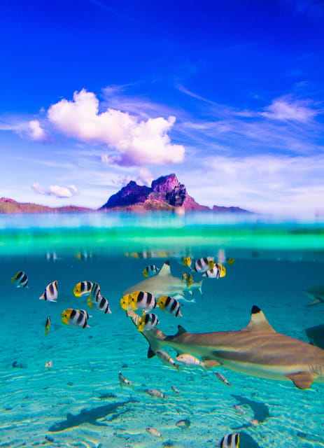 Bora Bora: Full-Day Lagoon Snorkelling Tour Bora Bora: Full-Day Lagoon Snorkelling Tour