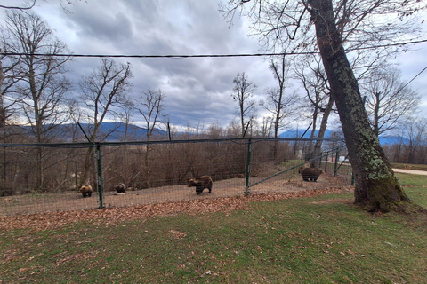 Bucharest: Bear Sanctuary and Brasov Small-Group Tour