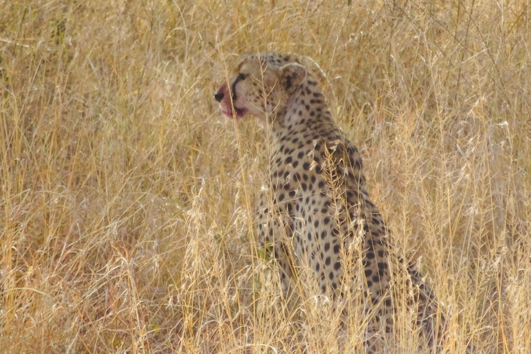 乌干达：3日游——默奇森瀑布与犀牛/黑猩猩追踪之旅乌干达：3日游，包含穆希逊瀑布和犀牛/黑猩猩徒步旅行