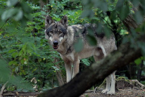 From Bucharest: Hunting Museum Posada with Tickets Included