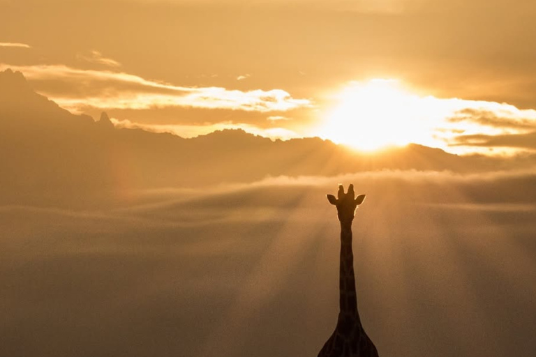 Nairobi: Giraffes, Art, and Hidden Cafés Tour with Lunch