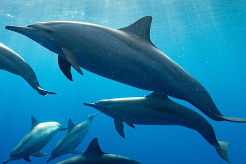 zanzibar nadar con tortugas marinas y delfines en kizimkazi