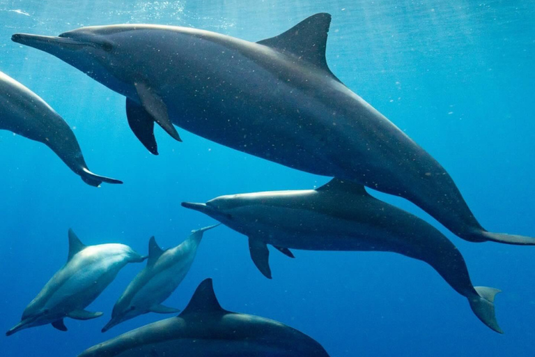 Tour dei delfini e nuoto con le tartarughe marine e grotta di Kuza