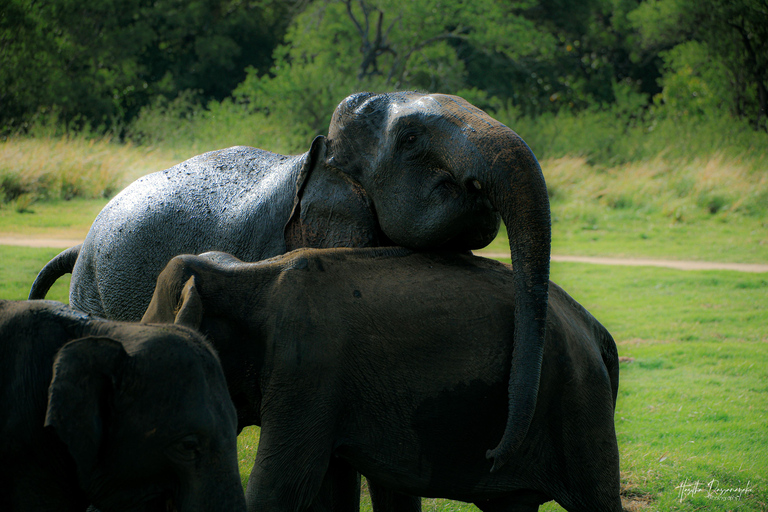 Polonnaruwa: Ancient City Tour & Minneriya Elephant Safari Pickup From Dambulla/Sigiriya/Habarana
