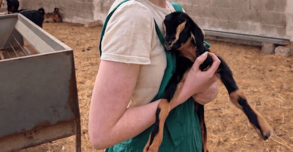 Fuerteventura: Artisan Goat&#39;s Cheese Making at Local Farm