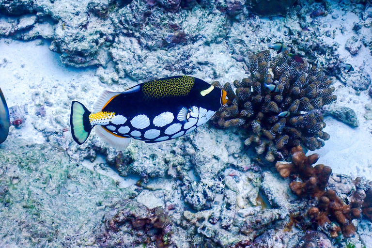 Desde Phi Phi Excursión de snorkel de día completo en barco de cola larga