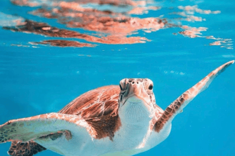 Daymaniat: Muscat Islands Boat Tour with Snorkeling & Brunch Daymaniat Islands Boat Tour with Snorkeling and Brunch