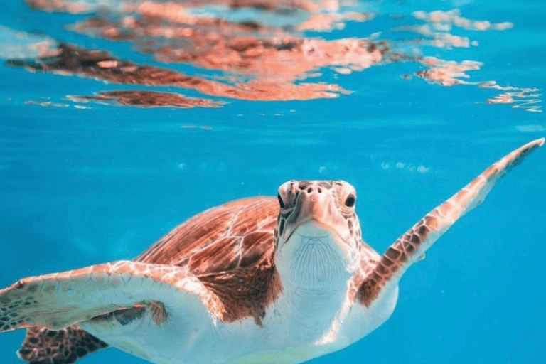 Daymaniat: Muscat Islands Boat Tour with Snorkeling & Brunch Daymaniat Islands Boat Tour with Snorkeling and Brunch