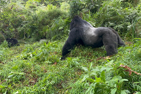 1-Day Rwanda Gorilla Trekking Volcanoes National Park