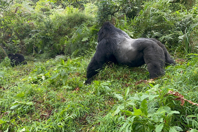 1-Day Rwanda Gorilla Trekking Volcanoes National Park