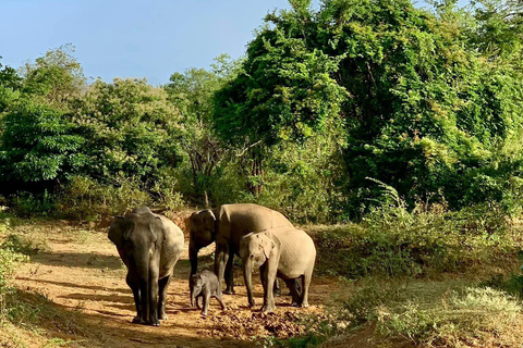 Von Galle / Mirissa / Hikkaduwa - Udawalawa Safari Tour