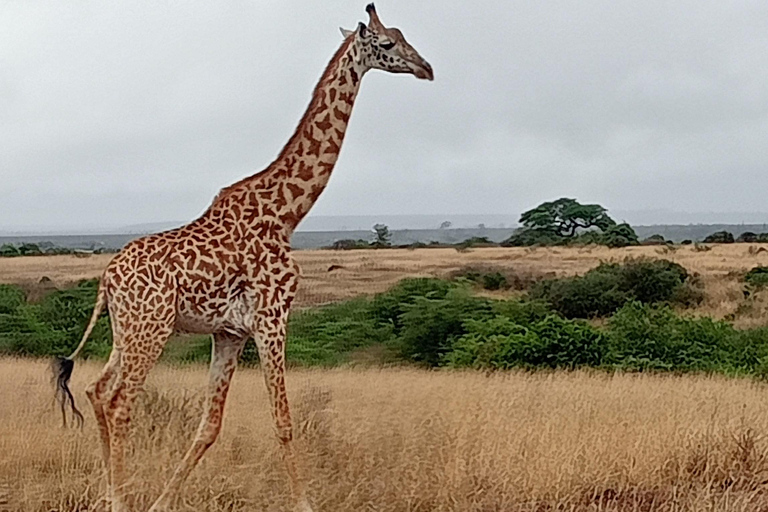 Lake Nakuru National Park von Nairobi aus