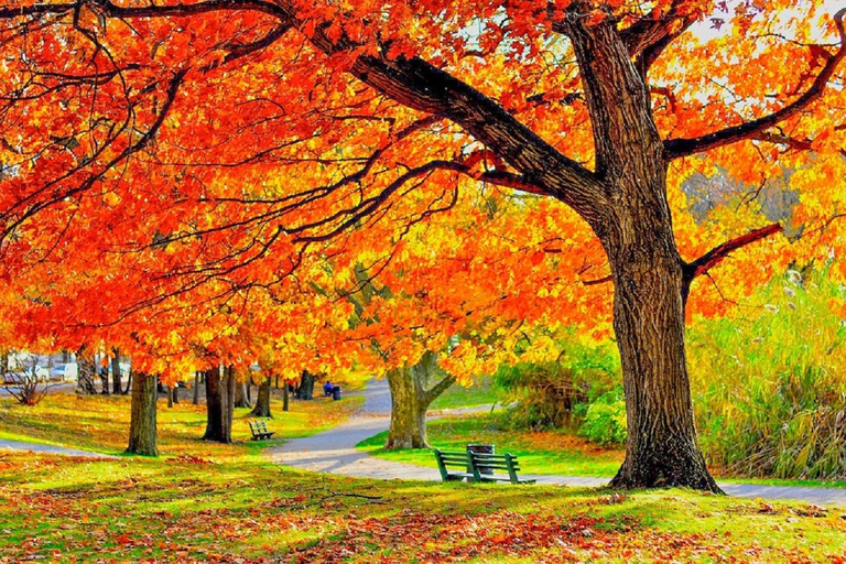 Chicago: Milwaukee &amp; Lake Geneva Maple Foliage 1-Day TourTour with pick up