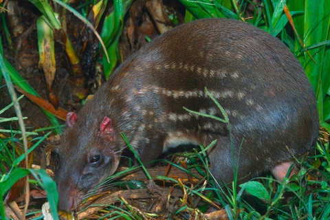 4-dagars äventyr i Amazonas djungel