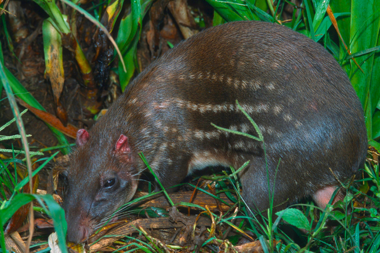 4-tägiges Amazonas Dschungel Abenteuer