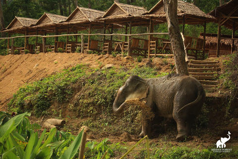 Phuket: Hidden Forest Elephant Reserve com refeição e trasladoExcursão matinal: Reserva de elefantes da floresta oculta de Phuket