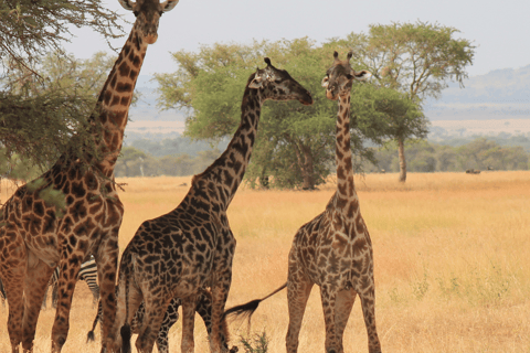 6 Tage bestes Mittelklasse-Safari-Erlebnis in Tansania