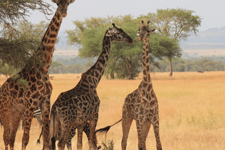 6 Tage bestes Mittelklasse-Safari-Erlebnis in Tansania