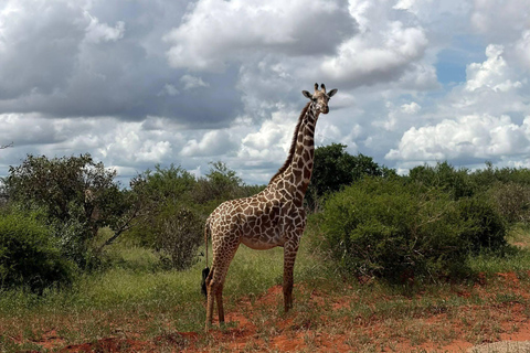 3-Day Safari in Tsavo East, Ngutuni, & Salt Lick – Big Five & Sunset Views 3-Day Safari in Tsavo East, Ngutuni & Salt Lick – Big Five & Sunset Views