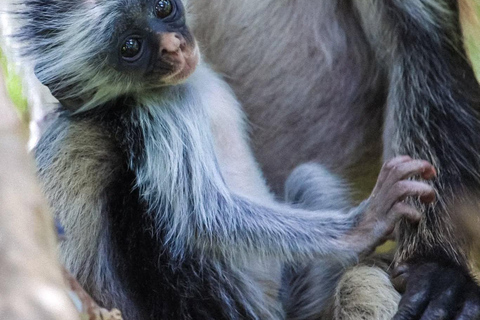 Zanzibar: Jozani Park Tour With Red Colobus Monkeys Stone Town Pickup + Entry Fees