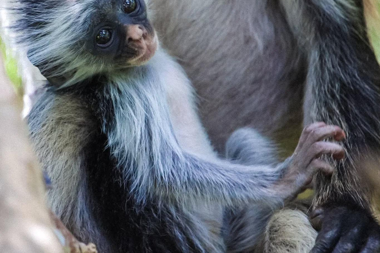 Zanzibar: Jozani Park Tour With Red Colobus Monkeys Stone Town Pickup + Entry Fees