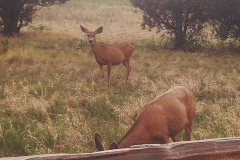 Colorado Springs: Garden of the Gods & Historic Town Tour