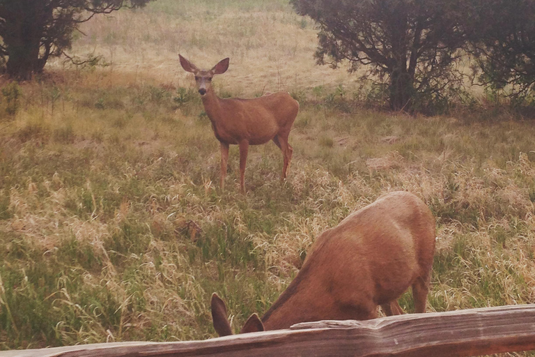 Colorado Springs: Garden of the Gods & Historic Town Tour