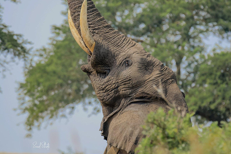 Uganda: 7-Day Wildlife & Primate Safari Adventure