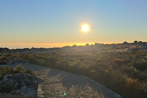 Cape Town: Cruise Passengers sunset Safari & Wine Tour