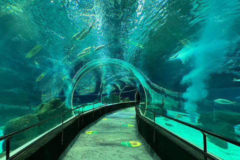 Discover AquaRio &amp; Olympic Boulevard: Marine Life and Art