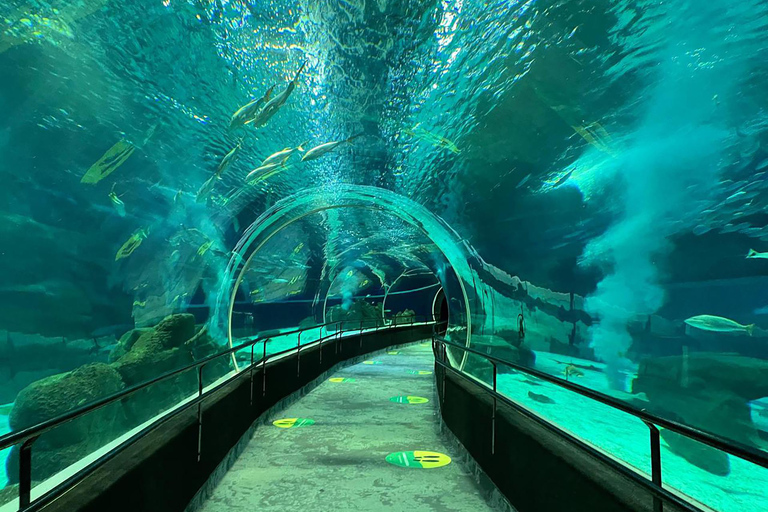 Discover AquaRio & Olympic Boulevard: Marine Life and Art