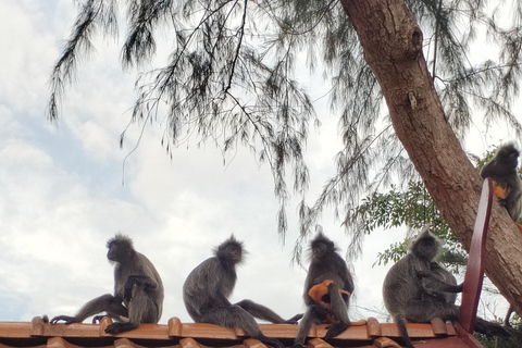 Batu Caves, Waterfall, and Fireflies Tour