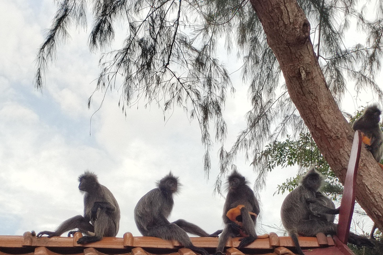 Batu Caves, Waterfall, and Fireflies Tour