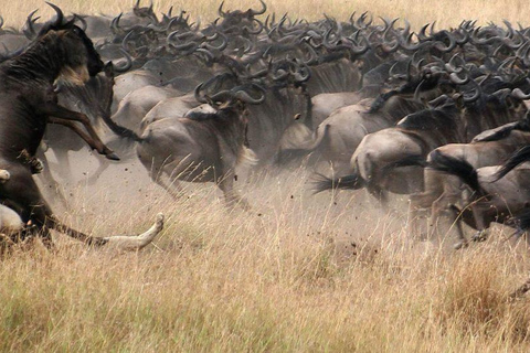 Arusha : Safari de 4 jours dans le Serengeti et le cratère du Ngorongoro