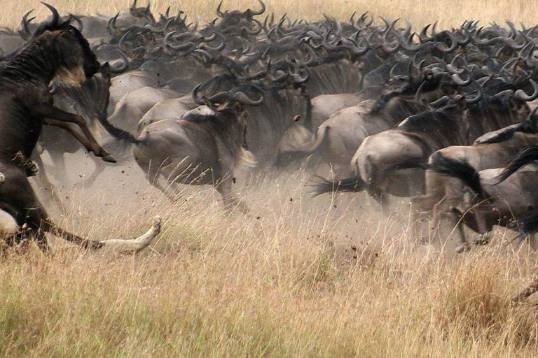 Arusha : Safari de 4 jours dans le Serengeti et le cratère du Ngorongoro