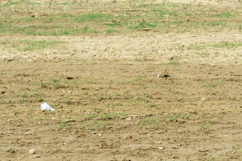 From Agra: Day Trip to Chambal River Safari with Lunch