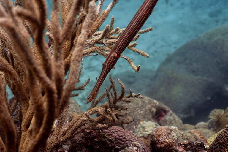 Fun Dives in Tayrona National Park's Coral Reefs
