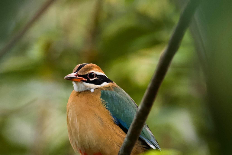 Talangama Wetlands Birdwatching & Local Village Experience