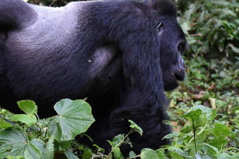 4-Day Gorillas and Golden Monkeys Safari Rwanda to Uganda