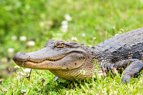 Wycieczka przygodowa po Nowym Orleanie NewNew Orleans Airboat Adventure Tour — duża łódź podwodna