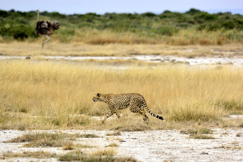 Dagtour naar het nationaal park Tarangire in Tanzania