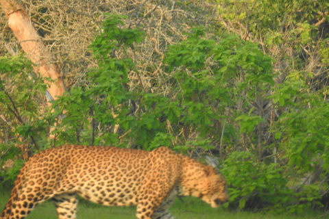 From Ella: Yala Safari & Drop-off Mrissa, waligama, Galle, Yala Elephants and Leopard safari Full day