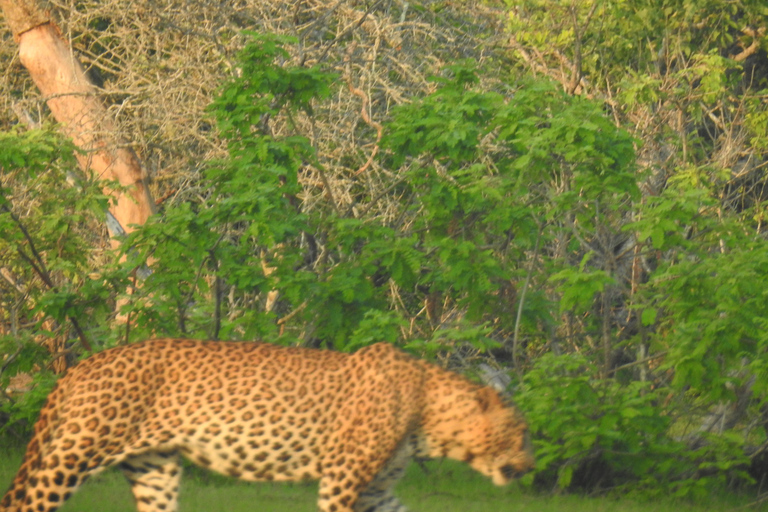 From Ella: Yala Safari & Drop-off Mrissa, waligama, Galle, Yala Elephants and Leopard safari Full day