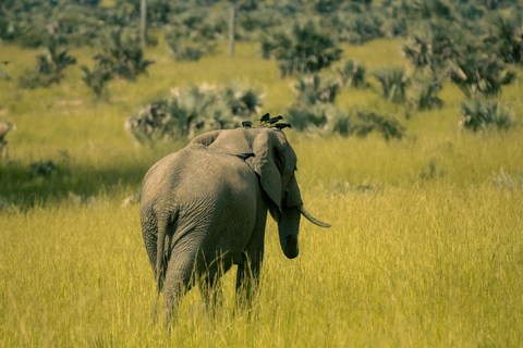 Mwea National Reserve Full-Day Safari from Nairobi